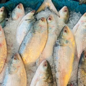 Close-up of fresh Hilsa fish displayed on ice in a Cumilla market, showcasing their shiny scales.