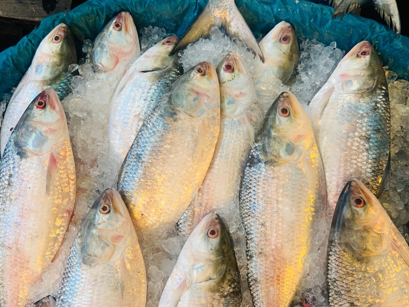 pexels photo 18403279 18403279 Close-up of fresh Hilsa fish displayed on ice in a Cumilla market, showcasing their shiny scales.