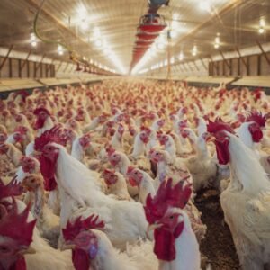 A view of numerous chickens inside a poultry farm barn with bright lighting.