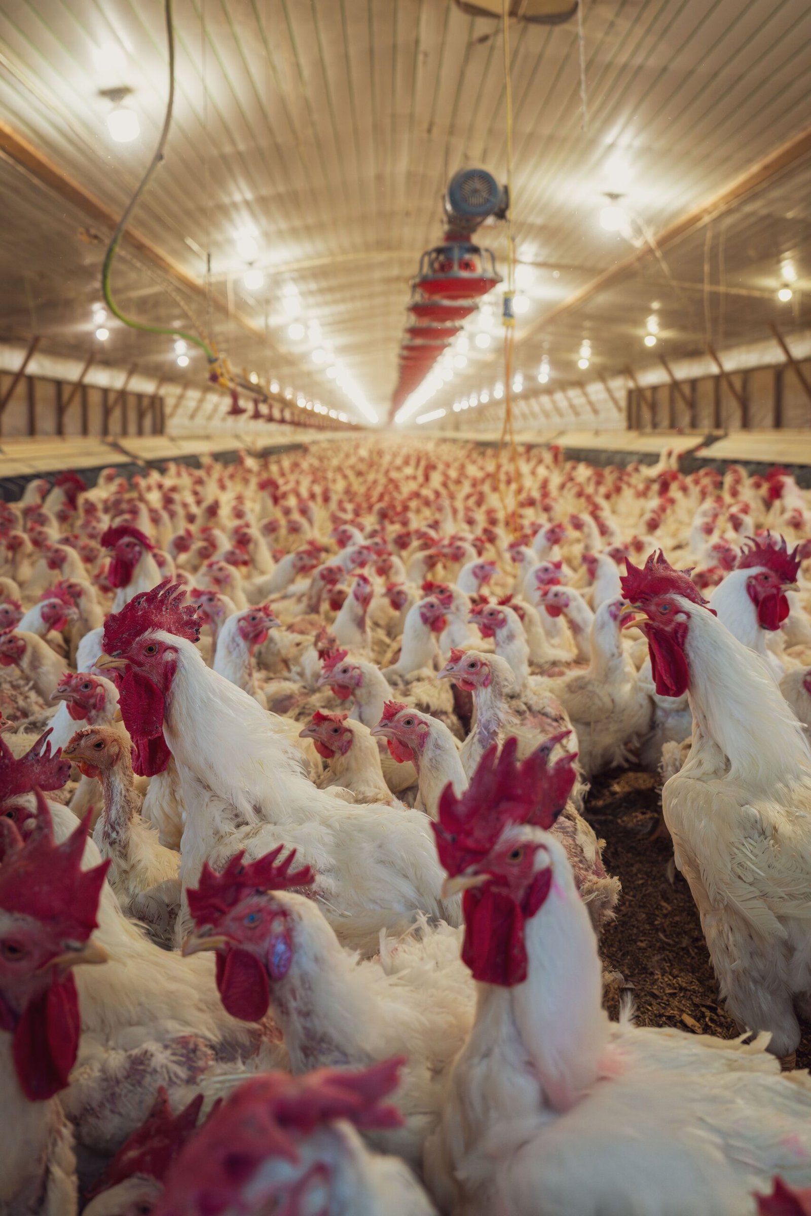 pexels photo 35877057 35877057 A view of numerous chickens inside a poultry farm barn with bright lighting.